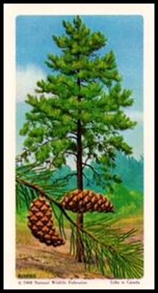 68BBTNA 3 Jack Pine.jpg